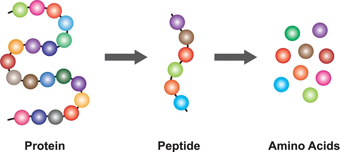 Peptide-Therapy